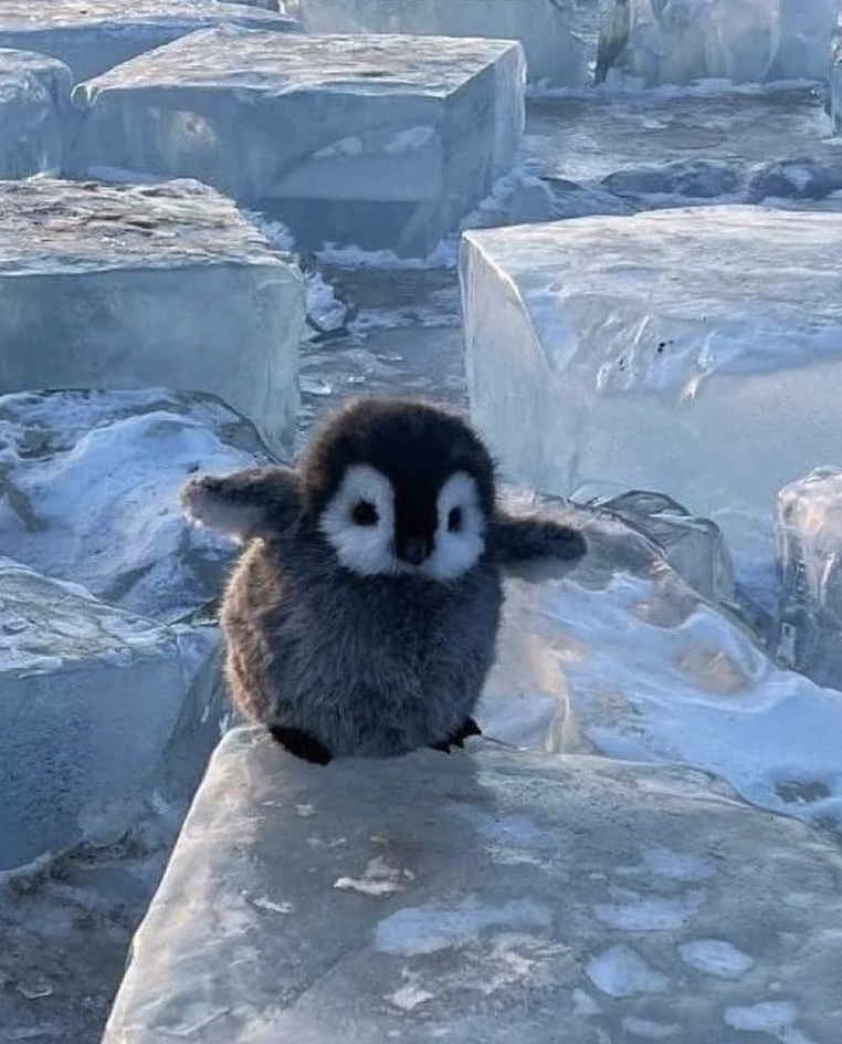 Baby Penguin trying to balance on a cube of ice is the cutest thing ever..