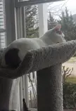Trapped a cat today.