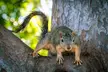 Mother Squirrel with a skinny tail