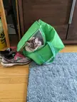 The cat's in the bag