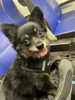 My dog in a train for the first time