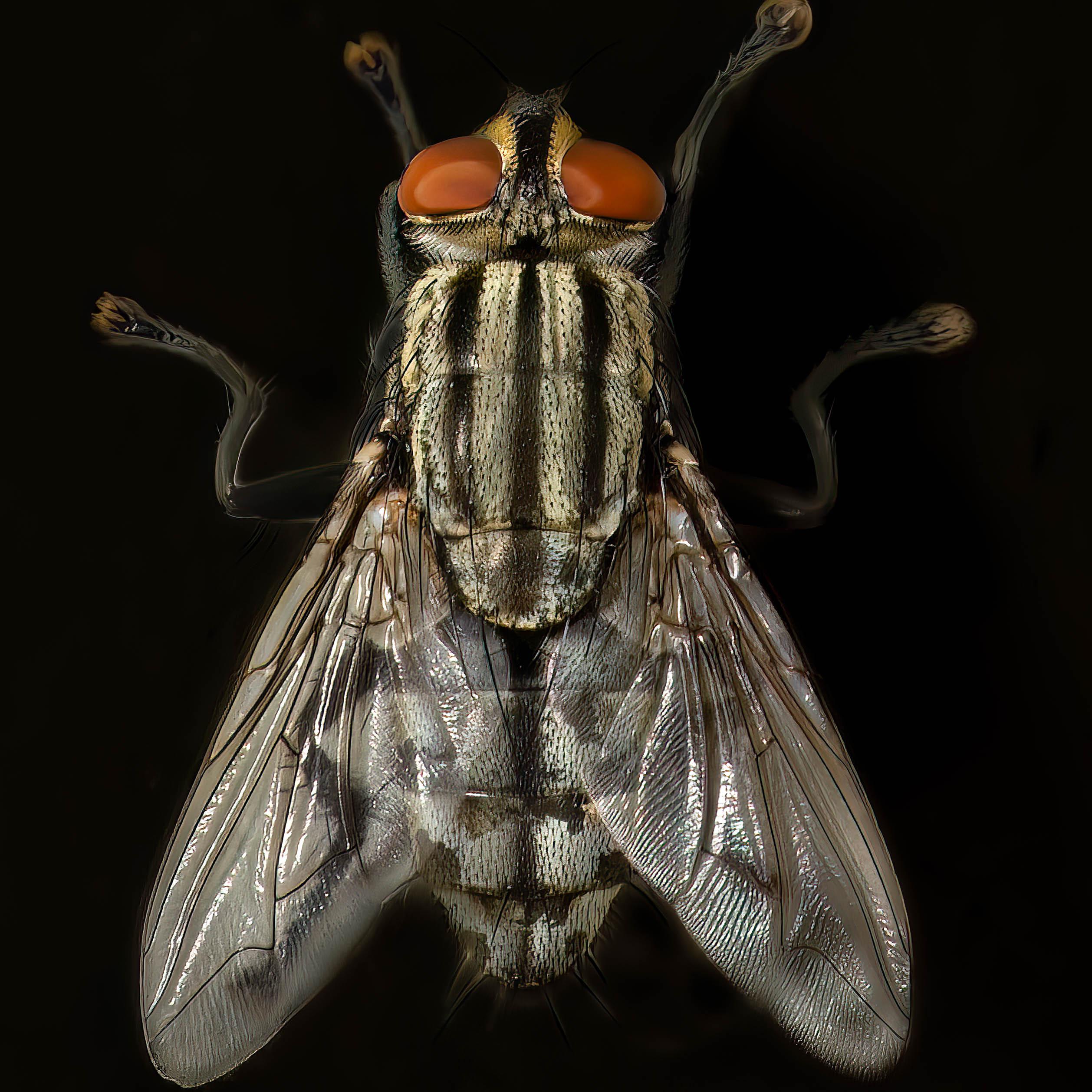 common fly from above