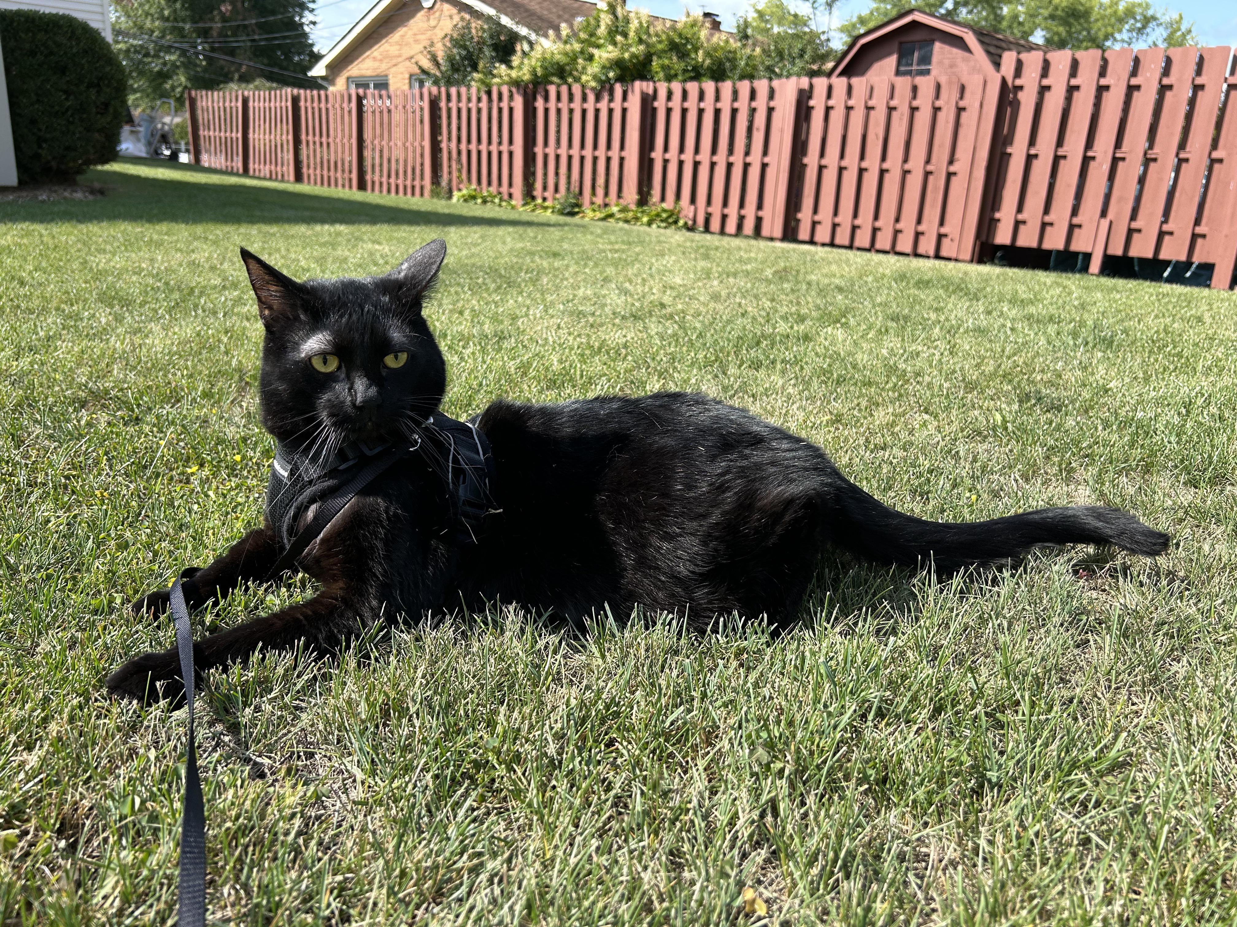 Binx is over the outdoors. | Scrolller