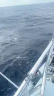 Video from fighting one of the four sailfish from yesterday. Put up a good fight!