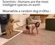 A golden retriever standing on two legs holding a leash attached to a woman on all fours in a living room meme