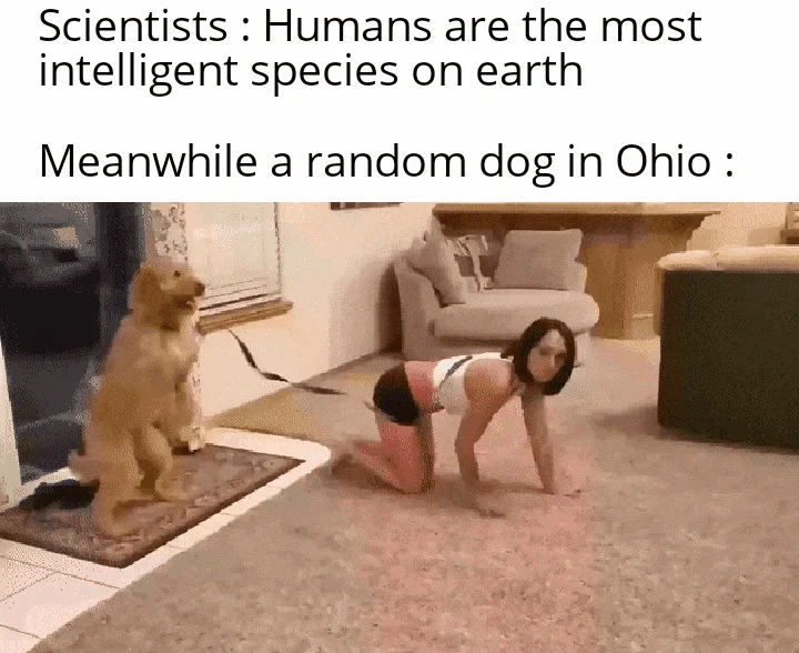 Dog rules that house