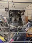Free chinchilla - IN