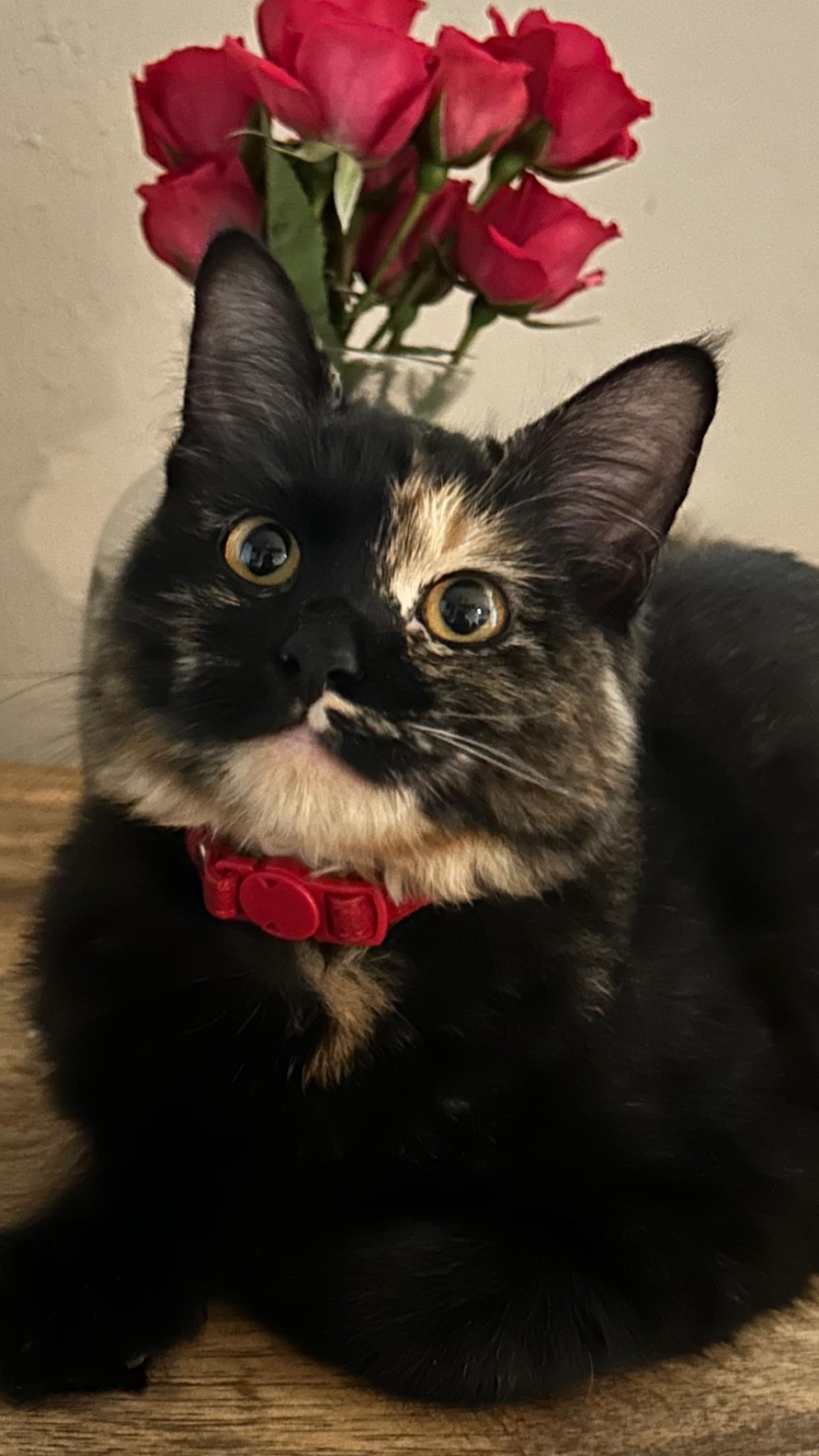 Stinky Scrolller
