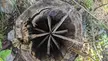 Decayed tree trunk