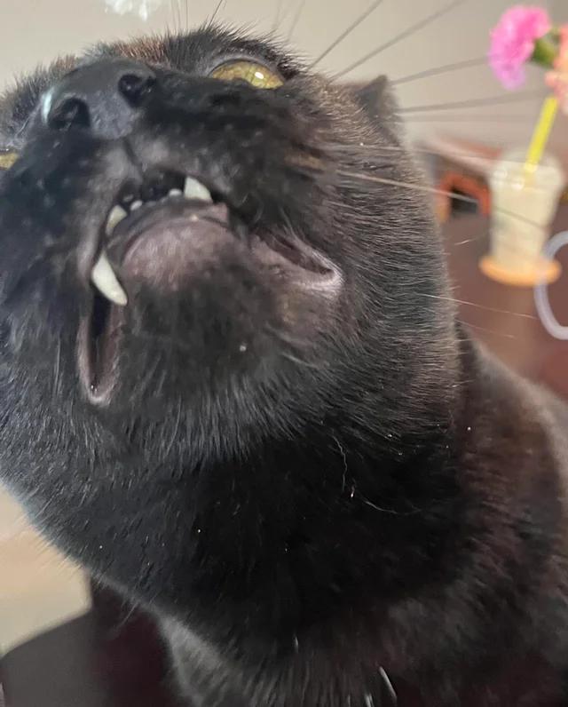 what should i name my cat (optional) Lucas or Oreo