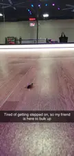 Found a new lifting buddy at the gym today
