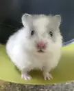 Lil fella