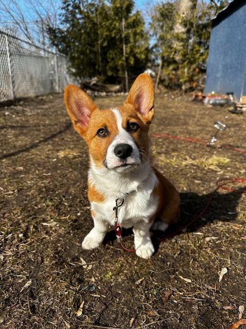 How much should I bring feeding a 5 month old corgi?