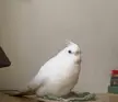 morphed back into an egg with tail
