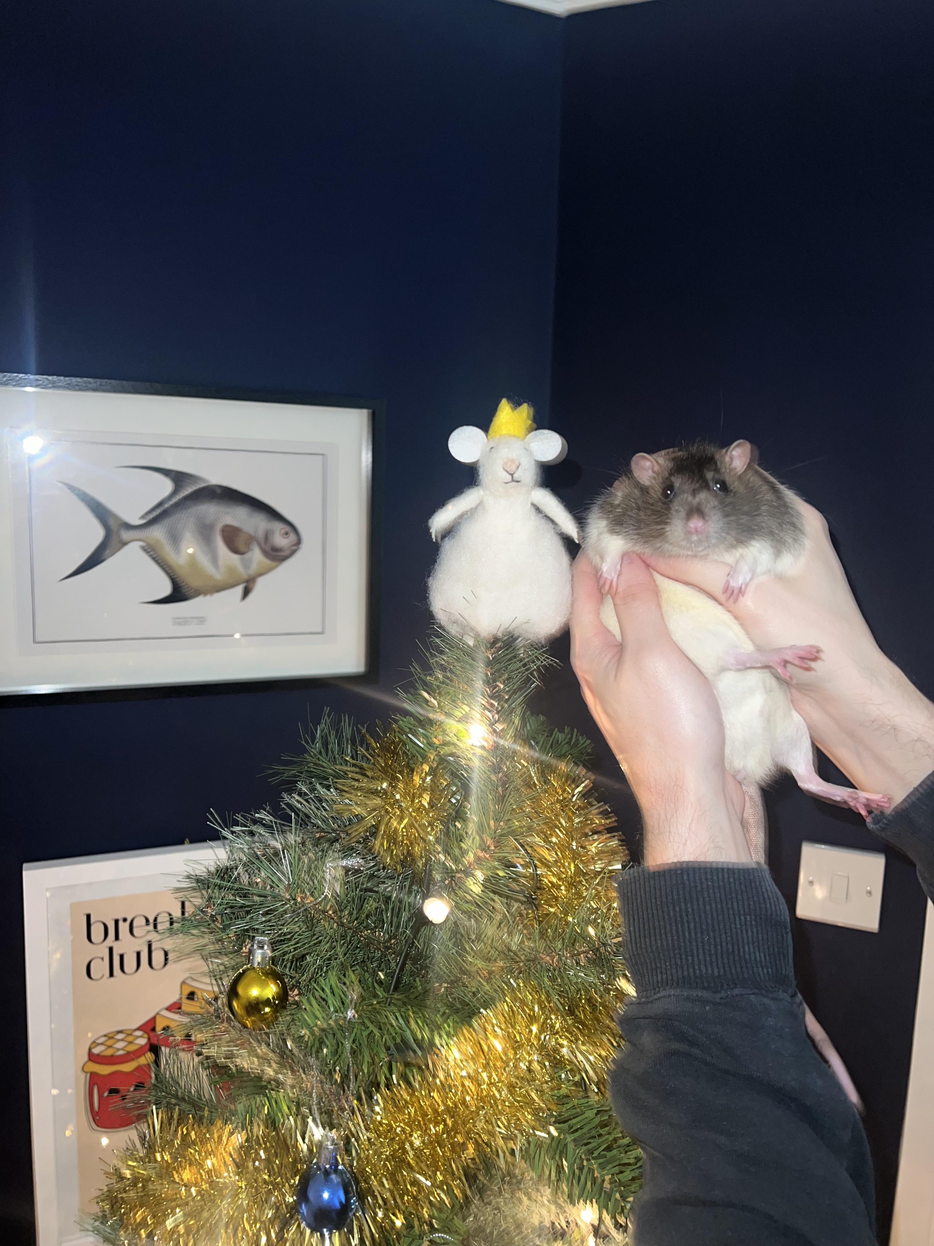 If you’ve been good this year the rat angel will appear above your tree…