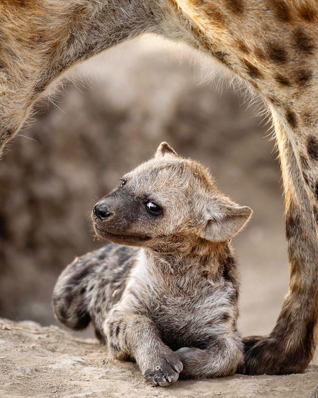 hyenas