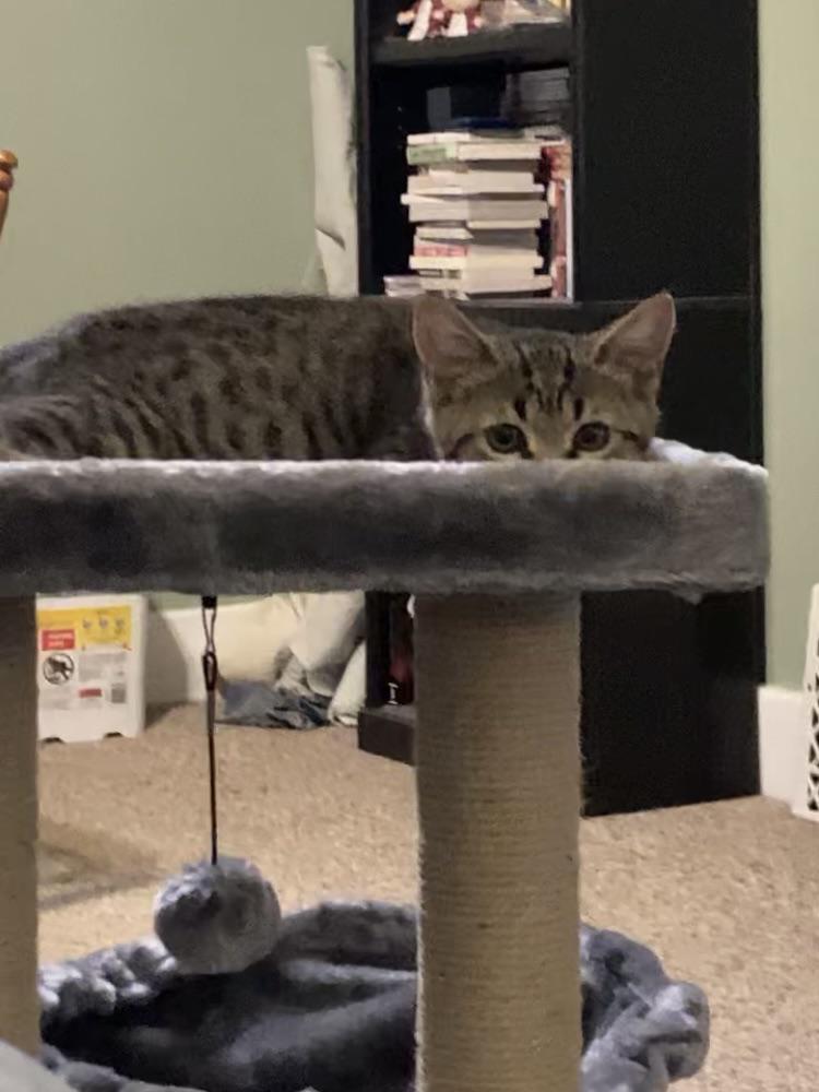 Toaster Strudel is currently experiencing her first thunder storm so I need everyone to see how brave she’s being.