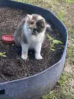 George often thinks she’s a watermelon sprout in my sad container garden