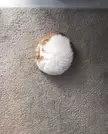 An almost perfect fur circle.