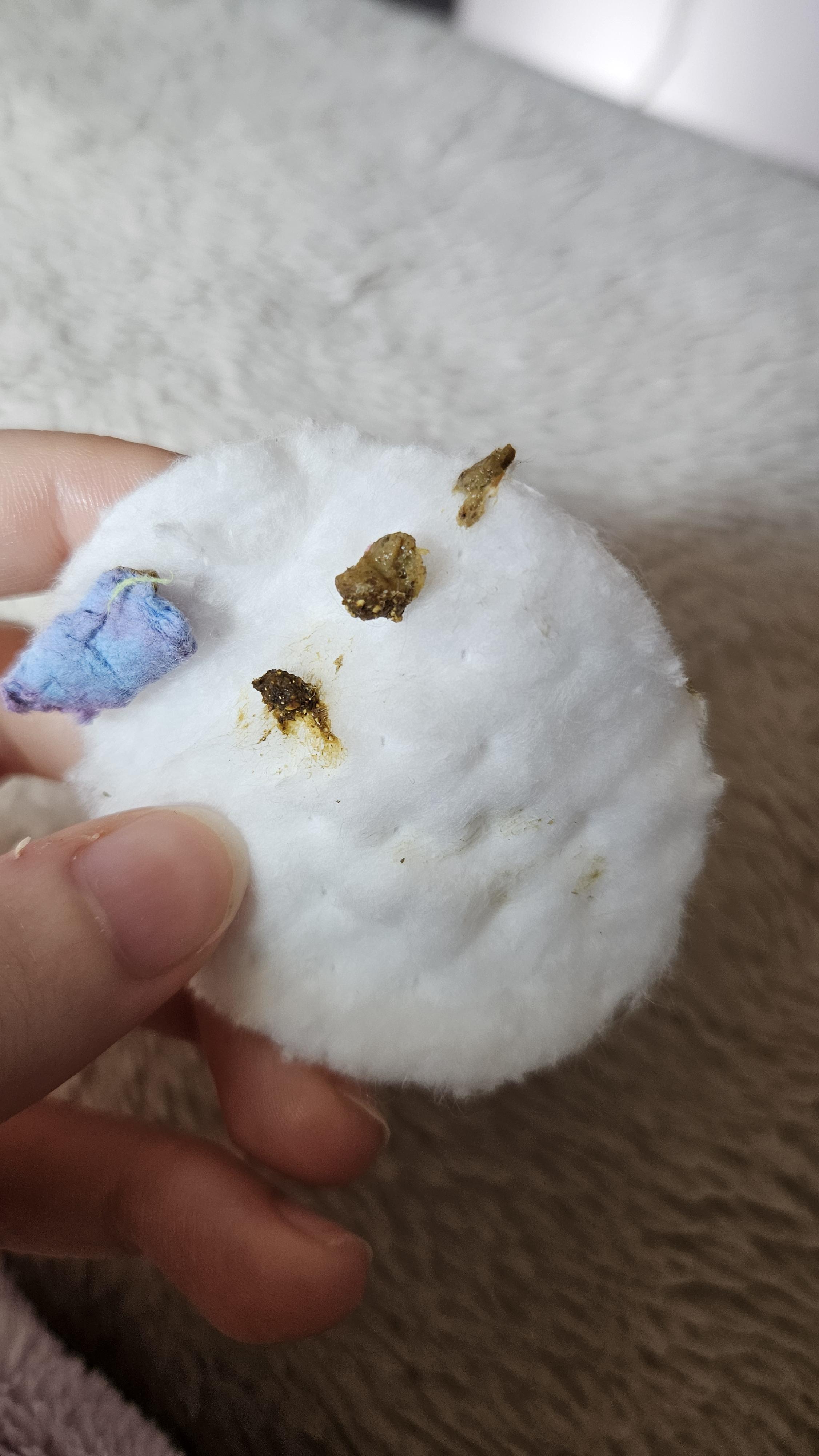 Picture of Discover more like Hamsters: Why does my hamster's poop look like this ...