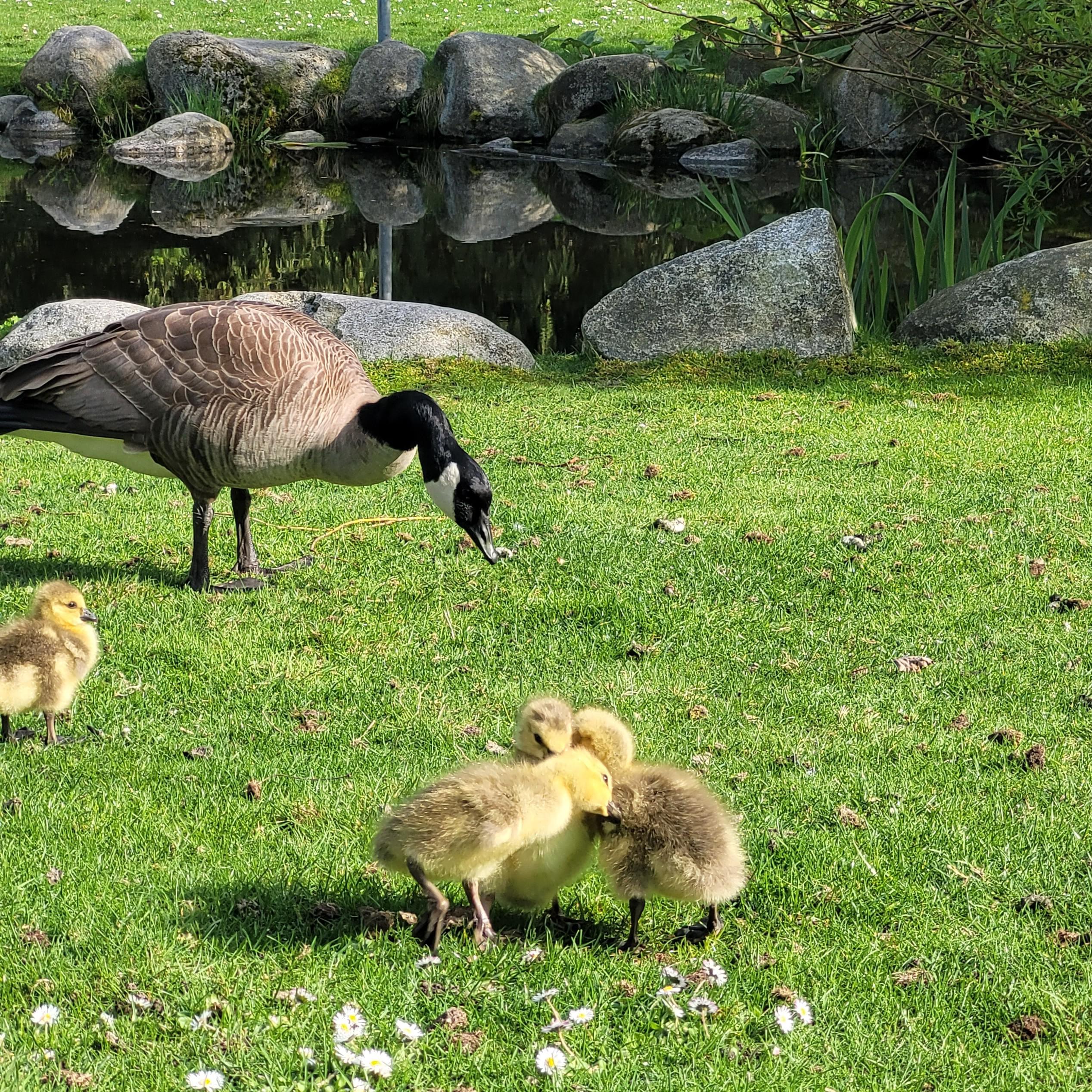 Gosling season has started in Vancouver, BC, Canada.