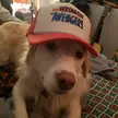 My other dogs likes hats, too.
