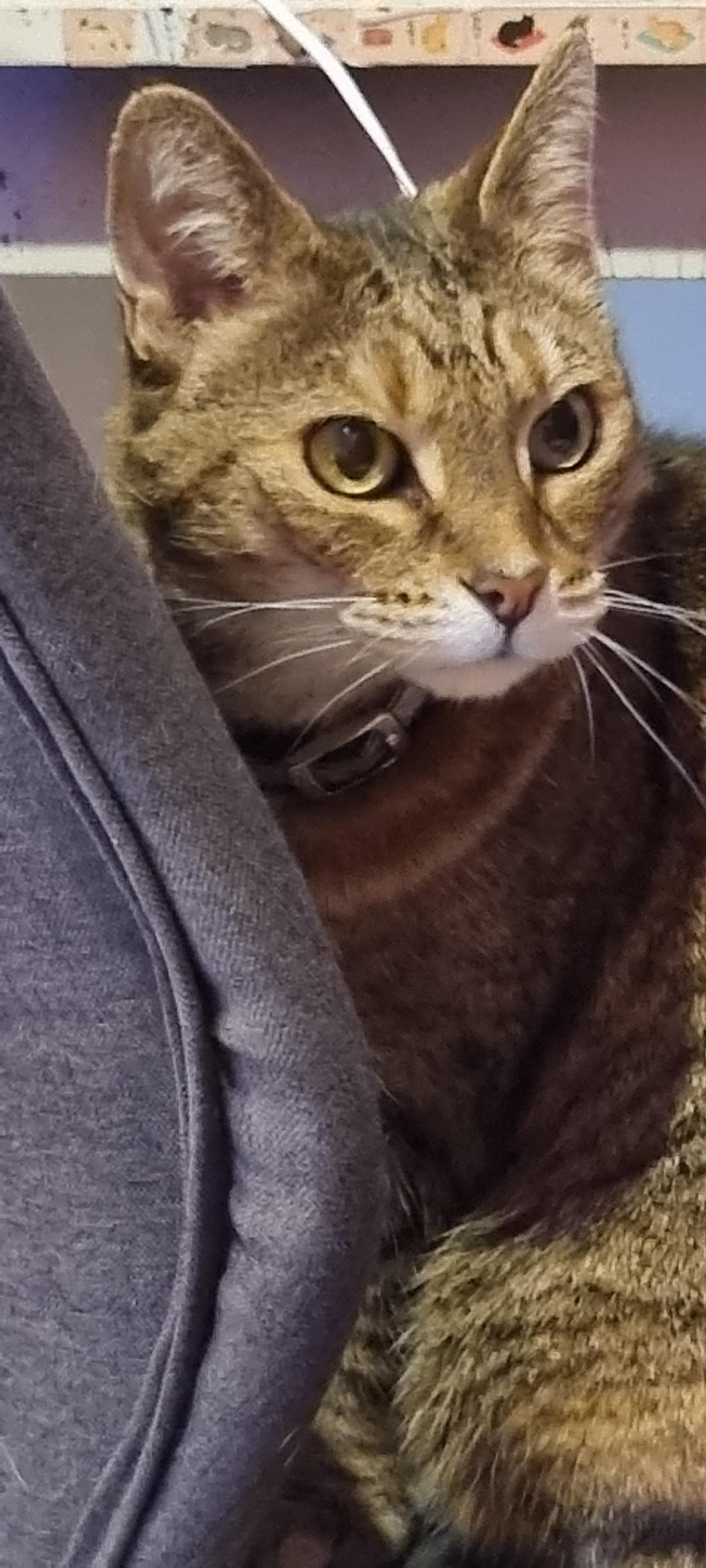 I put Cat wine in my air defuser and uhh the cat now won't leave it alone