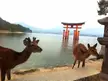 Miyajima Island (Deer Island), Japan. Took this in 2015