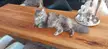 Where does a 19lb. Maine Coon sleep?