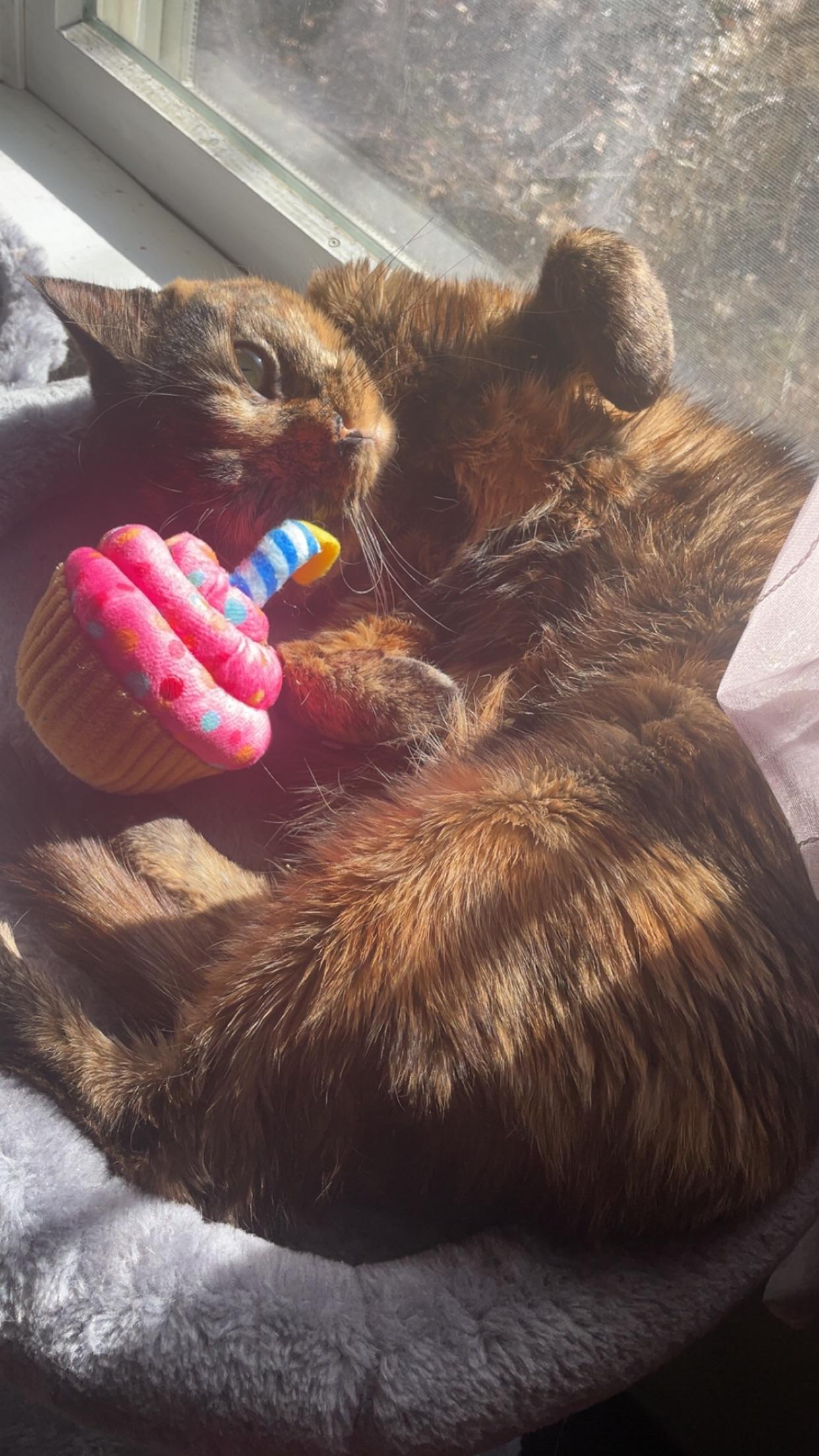 torties