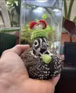Finn the quail from Fat Hen Farms wearing a little mushroom hat