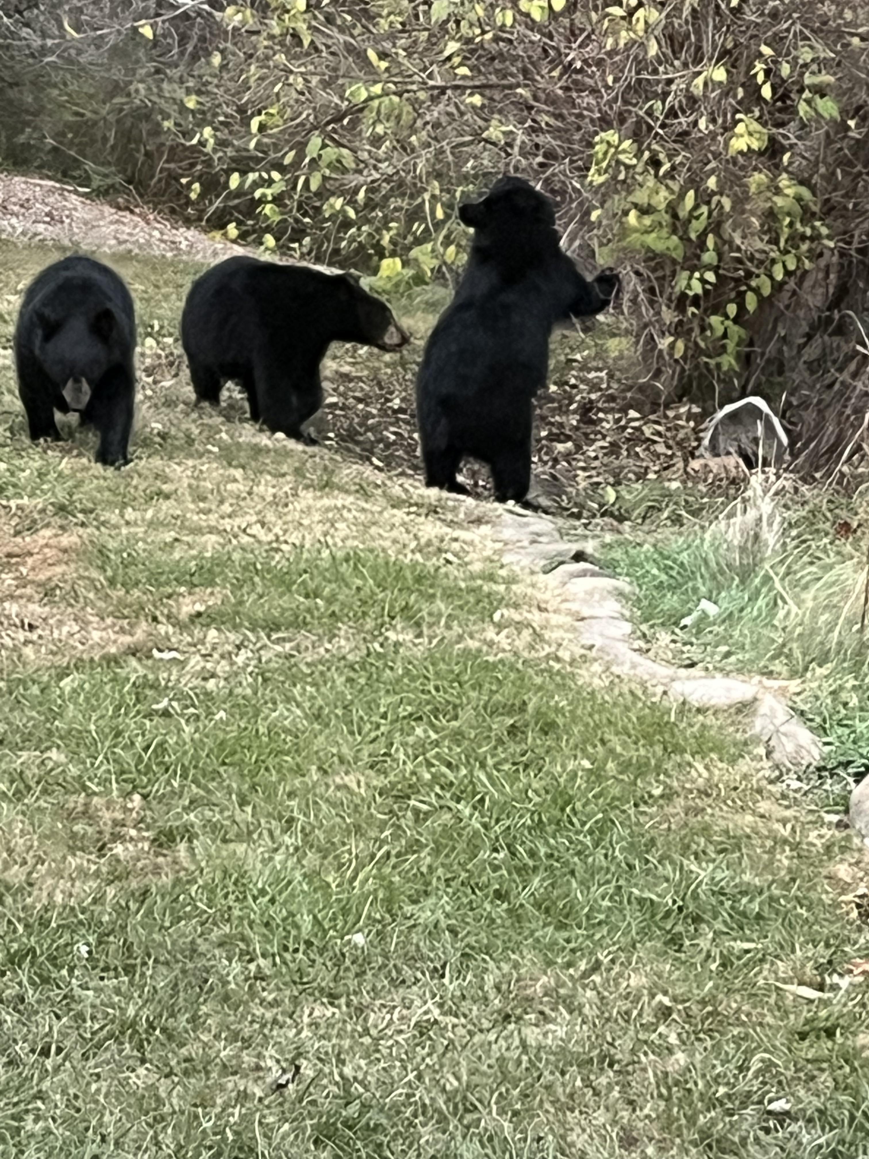 Black bear cubs in my backyard