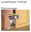 That one parasitic wasp be like: 