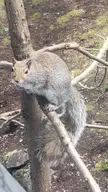 Squirrel climbed up the tree by my.balcony to ask for more nuts