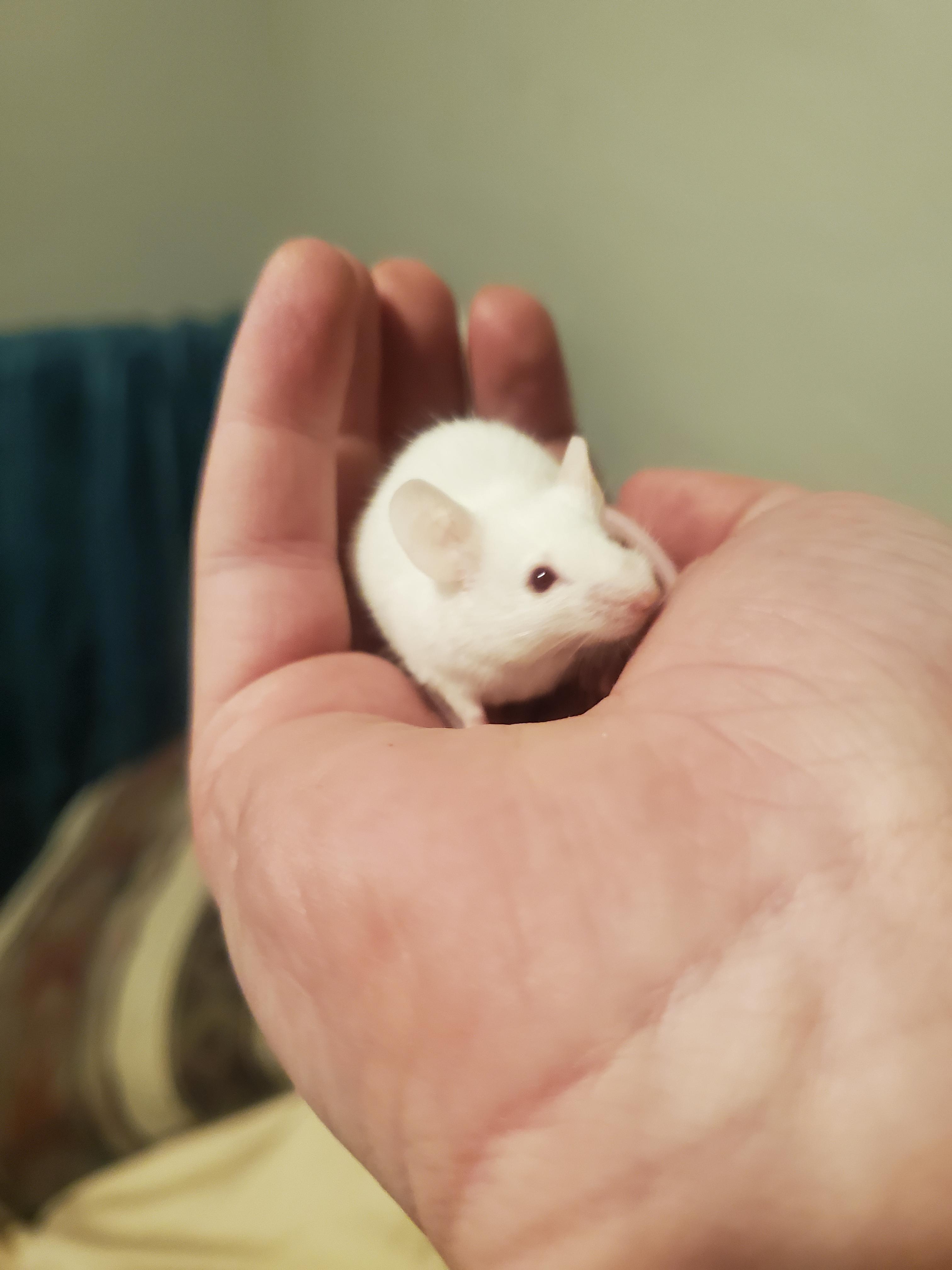 Meet Venus! She's the only remaining of a litter of ten (rehomed, not passed). Still so very sweet.