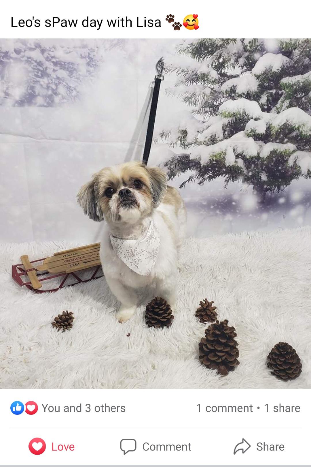 My baby went to a new groomer today 💕💕💕 she posted this on FB