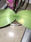 plants