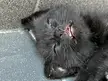 My kitten fell asleep like this. I thought he was dead until I saw his chest moving.