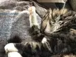 Jake's toe floof