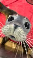 "Hi there", Says the lil Seal