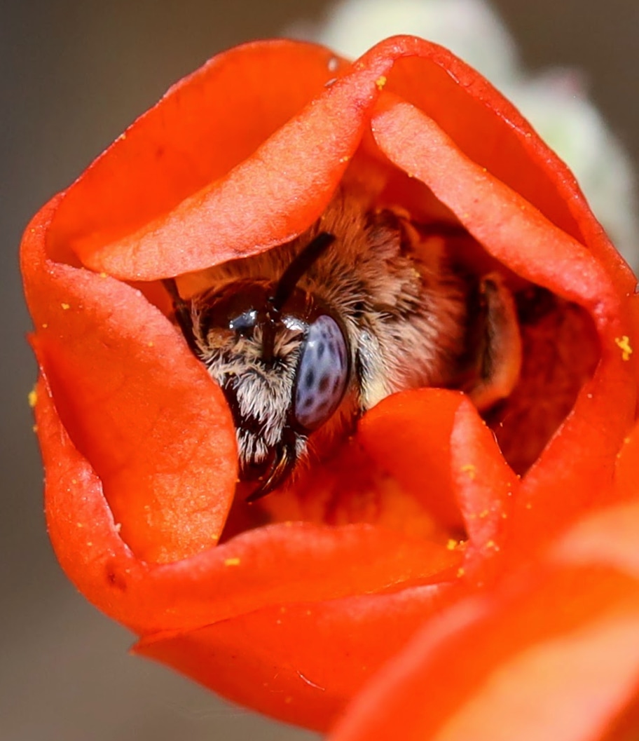 Diadasia diminuta, globe mallow bee [OC] | Scrolller