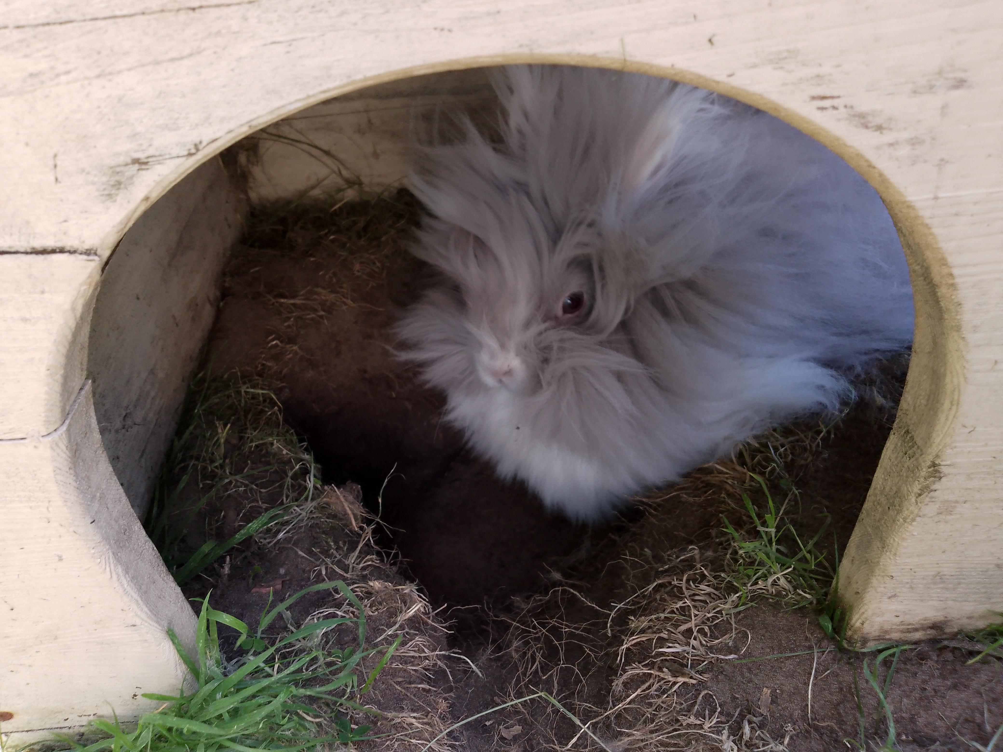 My Teddy Dwerg has become a real rabbit, so proud 🥲
