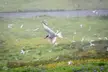 Arctic Tern in Flight [OC] (The Arctic Tern has the longest migratory pattern of any animal, traveling around 25,000 miles from Antarctica to the Arctic Circle (and then back) to breed. )