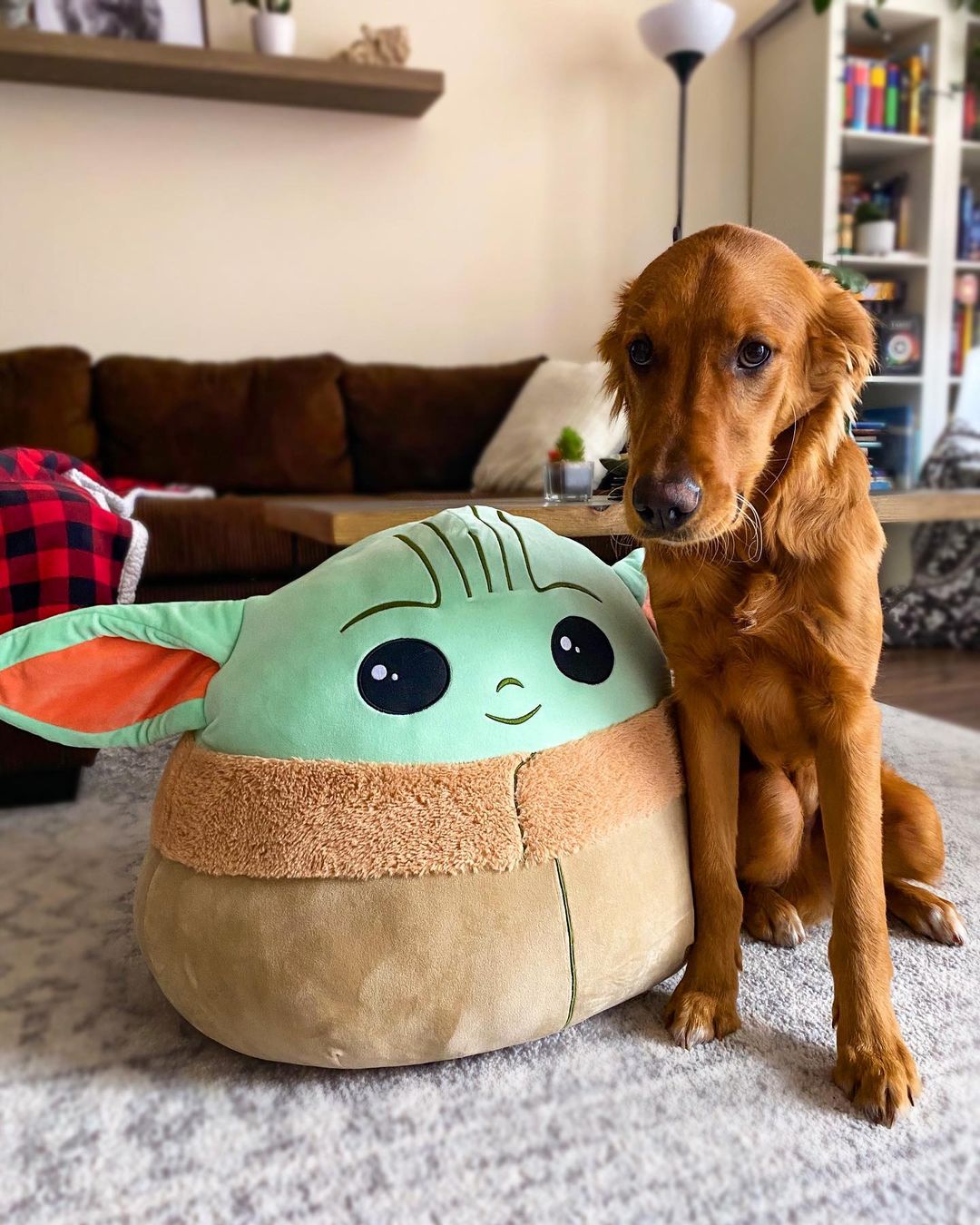 Discover more like Lookatmydog Looks like I made another mistake today