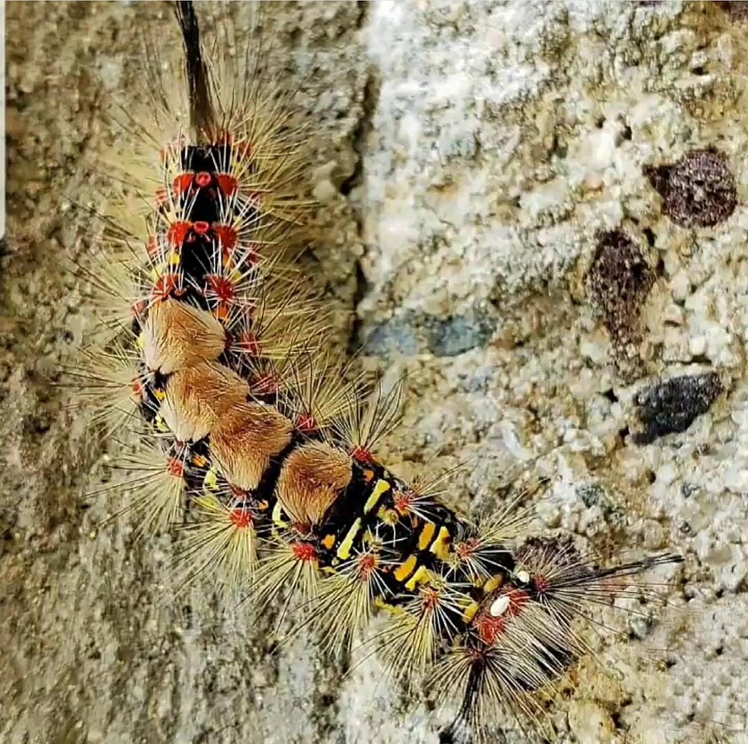 Tussock moth caterpillar [OC]