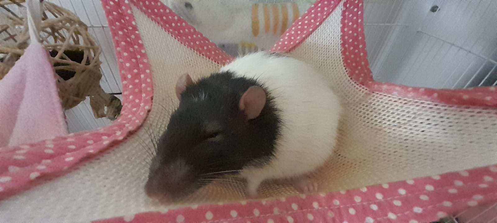 Why my rat has this high face all the time 😭😭