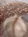 Hamster or tiny cat?