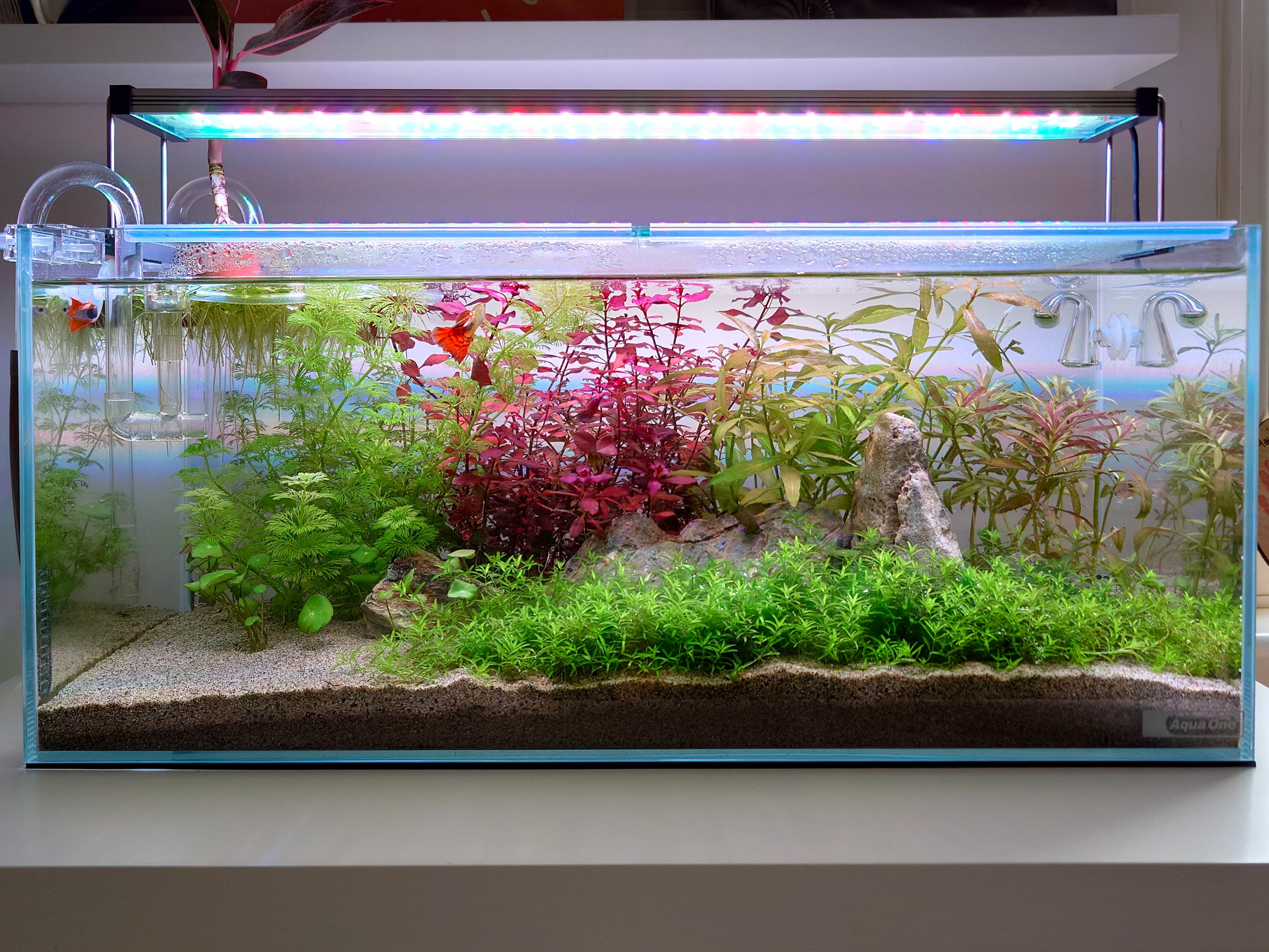 Shallow Tank Rounded Shallow tank and fast growing stem plants 🫠 having to trim a lot weekly ...