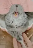 Caught her yawning. Is it me or are her teeth slanted?