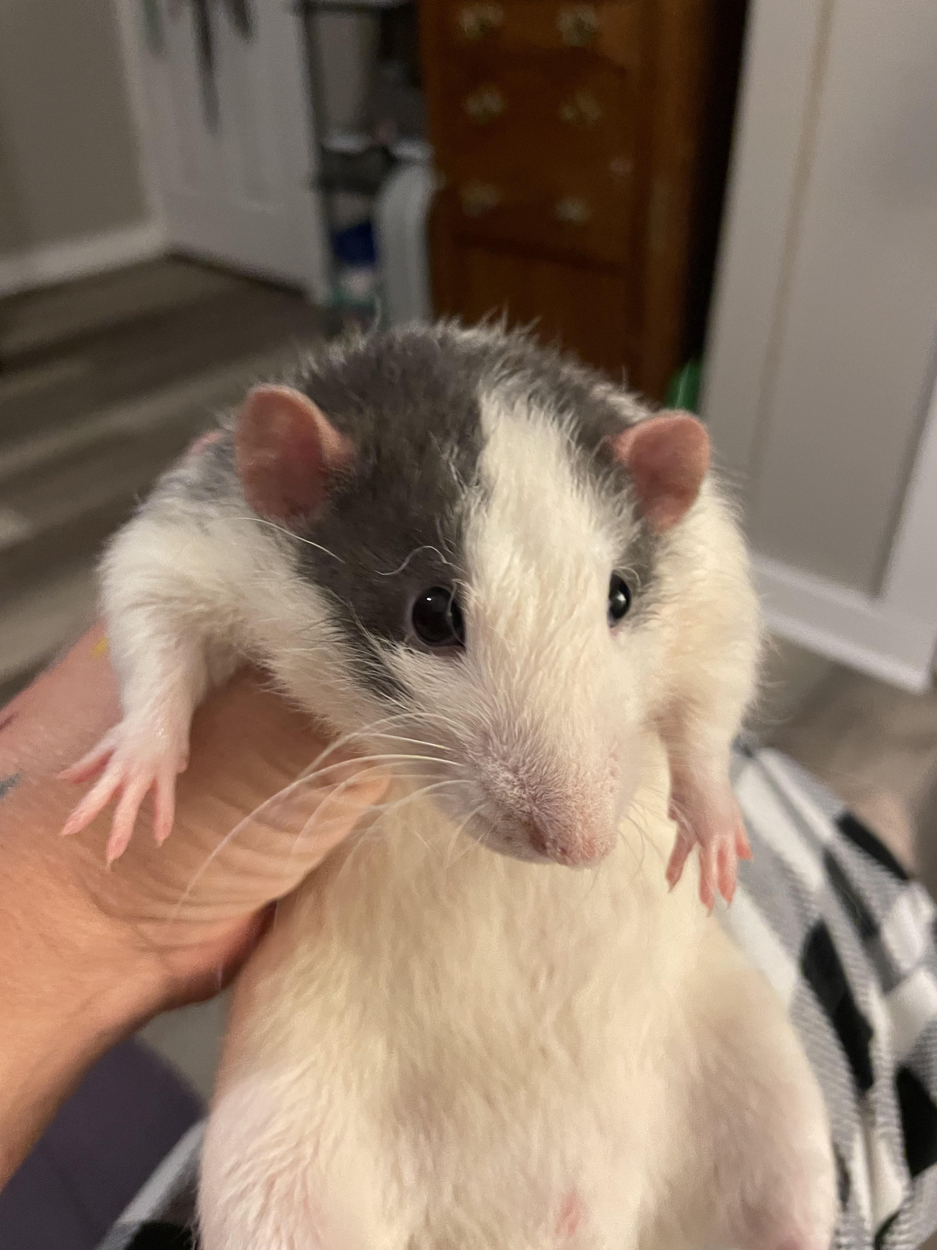 Roast this Butthole for peeing everywhere!